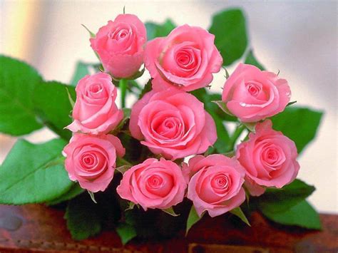 beautiful roses pictures images|roses beautiful images hd.